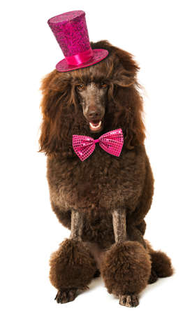 King poodle isolated with hat and tie on white backgroundの写真素材
