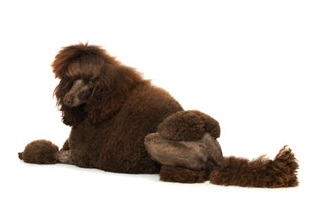 King poodle lying isolated on white backgroundの写真素材