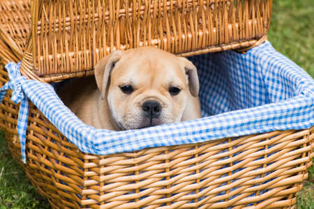 Old english bulldog puppy in a basketの写真素材