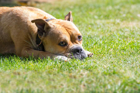 Old english bulldog lying in meadow