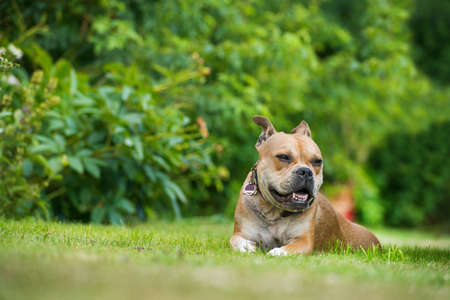 Old english bulldog lying in a meadow