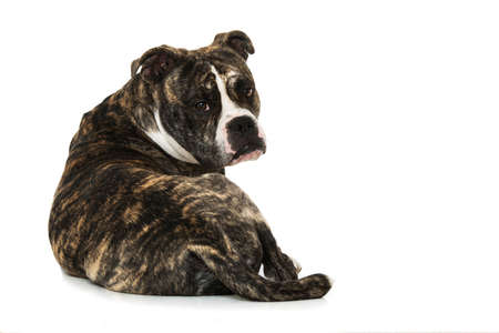 Old english bulldog isolated on whiteの写真素材