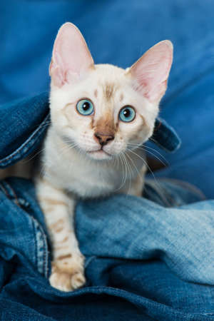 Young bengal cat on blue backgroundの写真素材