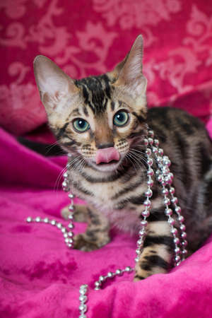Young bengal cat on a pink blanketの写真素材