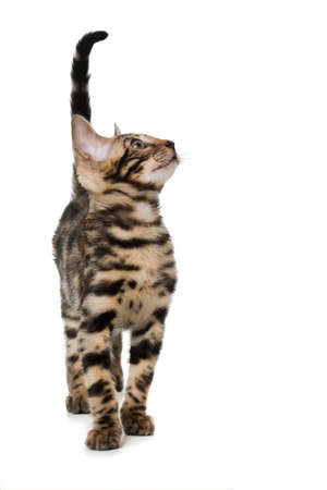 Young bengal cat standing on white background and looking upの写真素材