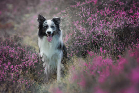Border collie dog in heather landscapeの写真素材