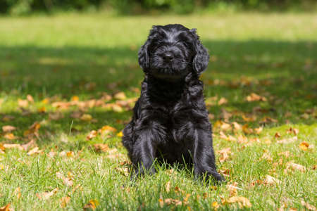 Giant schnauer puppy in a meadowの写真素材