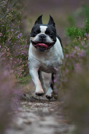Boston terrier dog in heather landscapeの写真素材