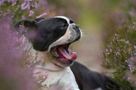 Boston terrier dog in heather landscapeの写真素材