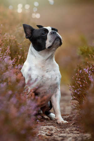 Boston terrier dog in heather landscapeの写真素材
