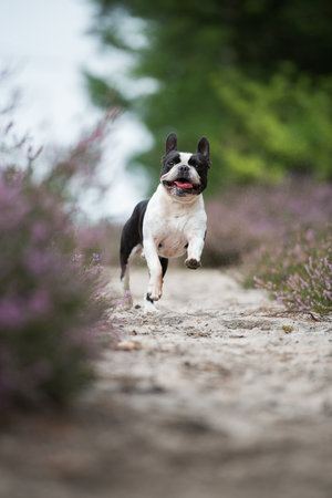 Boston terrier dog in heather landscapeの写真素材