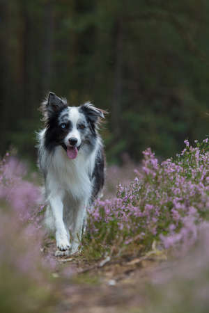 Border collie dog in heather flower landscapeの写真素材