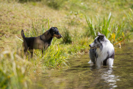 Border collie dog in a lake looking to a other dog