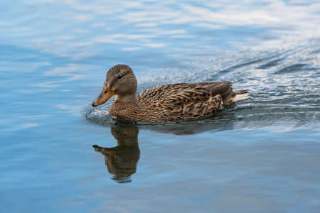 Wild duck in nature backgroundの写真素材