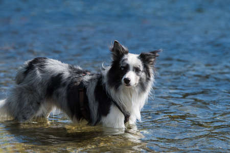 Border collie dog in a lakeの写真素材