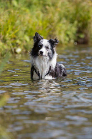 Wet border collie dog in a riverの写真素材