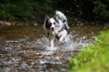 Wet border collie dog in a riverの写真素材