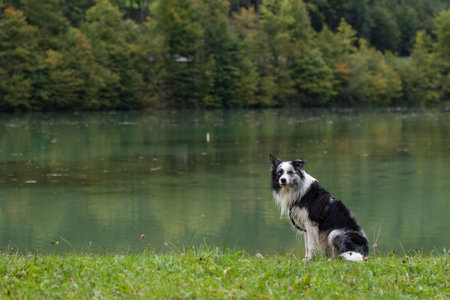 Wet dog sitting in a meadowの写真素材