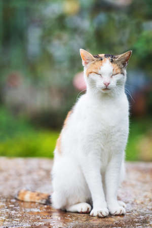 Domestic cat in nature backgroundの写真素材