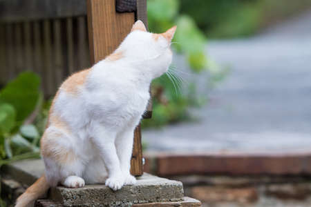Domestic cat sitting on a stone stairsの写真素材
