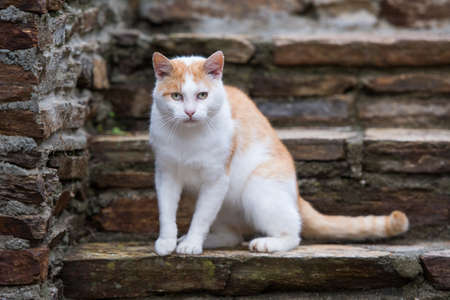 Domestic cat sitting on a stone stairsの写真素材