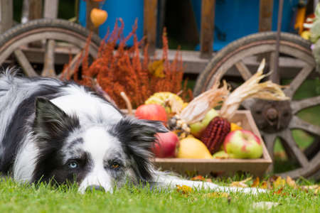 dog with autumn harvestの写真素材