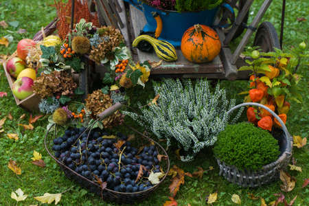 Colorful autumn time in the gardenの写真素材