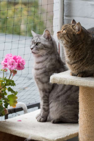 Cats on balconyの写真素材