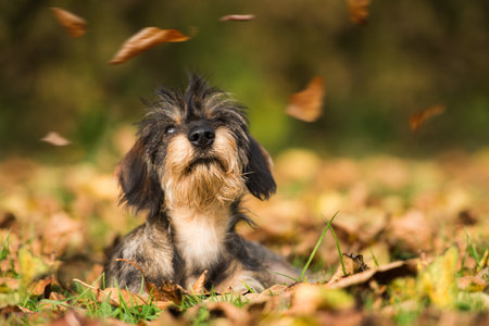 Dachshund puppy in autumn leavesの写真素材