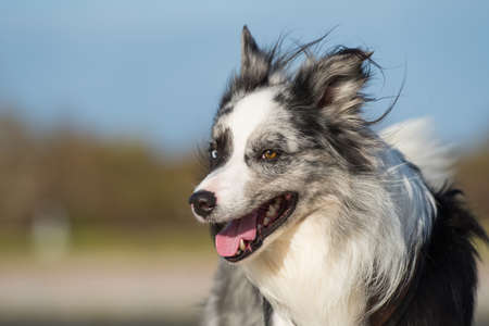 Border collie dog in nature background