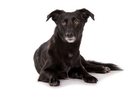Cross breed dog isolated on white background