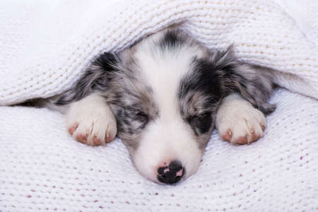 Cute border collie puppy sleeping on a blanketの写真素材