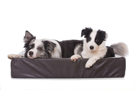 Border collie dogs lying in a dog bed isolated on white background