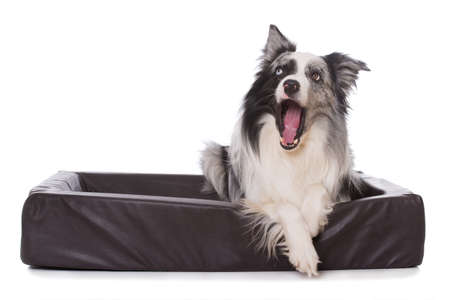 Border collie dog lying in a dog bed isolated on white backgroundの写真素材