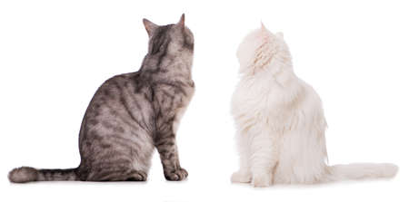 Two cat sitting on white background and looking back