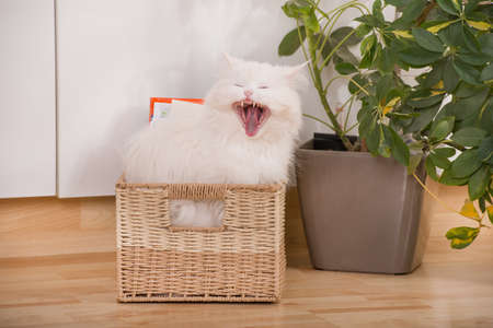 Persian cat sitting in a box in a living roomの写真素材