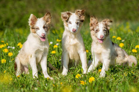 Three border collie puppies sitting in a spring flower meadowの写真素材