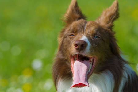 Portrait of a heckle border collieの写真素材