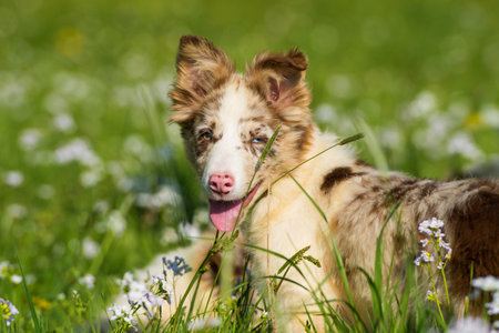 Border collie puppy in a spring flower meadowの写真素材