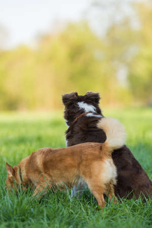 Two dogs in a spring meadow