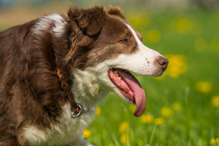 Old dog in a spring meadow