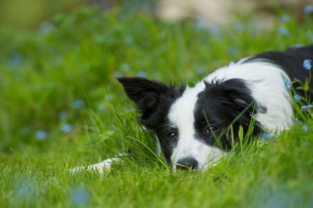 border collie dog lying in a spring meadowの写真素材
