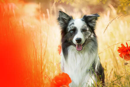 Border collie dog in a poppy meadowの写真素材