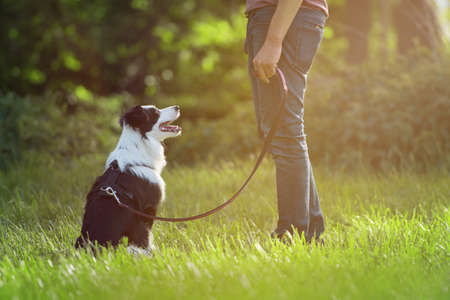 Walk with the dog in a summer landscape