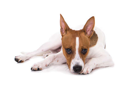 American hairless terrier with fur isolated on whiteの写真素材
