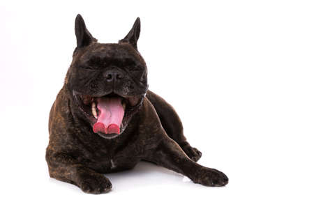 French bulldog lying isolated on white background