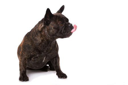 French bulldog sitting isolated on white backgroundの写真素材