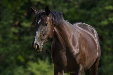 Horse on a summer pastureの写真素材