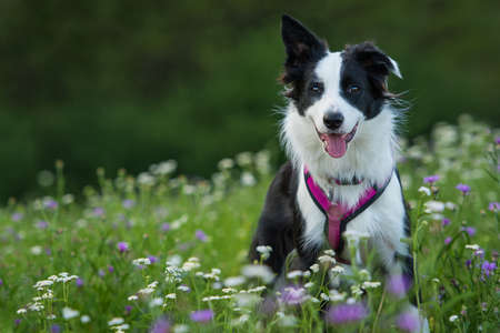 Young border collie in a wild flower meadowの写真素材