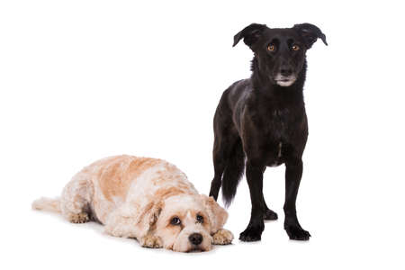 Two cross breed dogs isolated on white